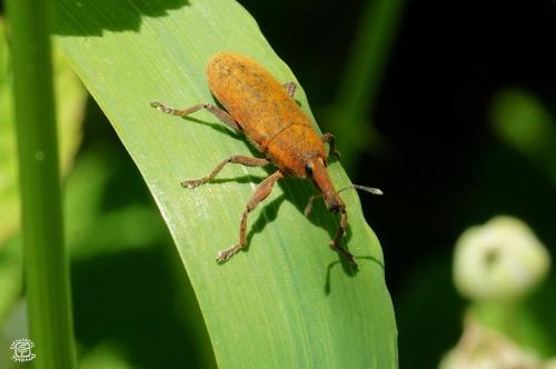 Réf. 352 298 : Lixus sp.